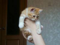 Лот: 2975248. Фото: 5. Котята скотиш страйт