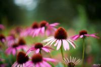 Лот: 6480974. Фото: 15. Nikon Nikkor-S 5.8cm 1.4 non ai...