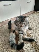 Лот: 13638703. Фото: 2. Милый котик 😃. Животные и уход