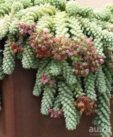 Лот: 18238814. Фото: 3. Седум (очиток) «Буритто» (Sedum... Растения и животные