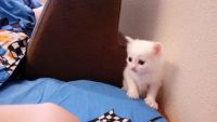 Лот: 7760985. Фото: 3. Котята. Растения и животные