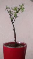 Лот: 13906063. Фото: 7. Bonsai