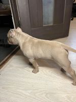 Лот: 21292459. Фото: 3. Собака. Растения и животные