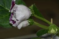 Лот: 2896198. Фото: 2. Глоксиния 42 (цветущее растение... Комнатные растения и уход