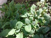 Лот: 2866664. Фото: 2. Капуста б/к (рассада). Семена, рассада, садовые растения