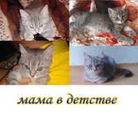 Лот: 11692038. Фото: 6. котенок