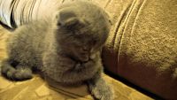 Лот: 4103224. Фото: 2. Шотландская(британская) вислоухая... Животные и уход