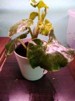 Лот: 19146073. Фото: 2. Бегония войлочная Begonia venosa... Комнатные растения и уход