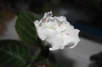 Лот: 4239595. Фото: 2. Глоксиния белая с крапом (всё... Комнатные растения и уход