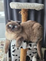 Лот: 25793941. Фото: 4. Шотландский вислоухий кот Честер. Красноярск