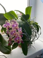 Лот: 16442074. Фото: 2. Орхидея. Фаленопсис-мини. Фиолетовый... Комнатные растения и уход
