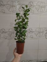 Лот: 25373410. Фото: 7. Фикус треугольный (Триангулярис...