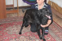 Лот: 3403373. Фото: 2. Очень красивая и добрая собака... Животные и уход