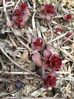 Лот: 17575860. Фото: 3. Седум Mahogany Red. Для дачи, дома, огорода, бани, парка
