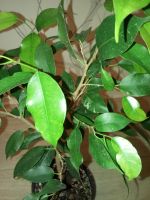 Лот: 7521701. Фото: 3. фикус пёстрый. Растения и животные