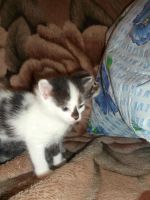 Лот: 4336352. Фото: 2. Нужна помощь. Животные и уход