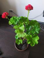 Лот: 19486606. Фото: 3. Пелагония Герань. Растения и животные