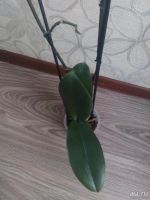 Лот: 9207544. Фото: 4. орхидея Фаленопсис (Phalaenopsis... Красноярск