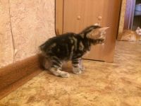 Лот: 10947013. Фото: 2. Золотые курильские кошечки. Животные и уход