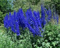 Лот: 17666706. Фото: 2. дельфиниум сине-фиолетовый, голубой... Семена, рассада, садовые растения
