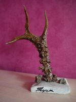 Лот: 8490246. Фото: 2. Рога степного козлика. Сувениры