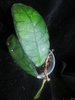 Лот: 13595315. Фото: 2. Хойя Hoya finlaysonii cv. Orabella. Комнатные растения и уход