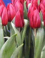 Лот: 15111822. Фото: 2. Тюльпаны оптом Новосибирск сорт... Цветы, букеты