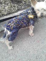 Лот: 18879393. Фото: 3. Свитер для собачки.Ручная работа. Растения и животные