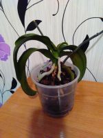 Лот: 8579722. Фото: 3. орхидея. Растения и животные