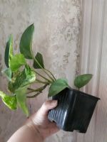 Лот: 20824945. Фото: 3. Эпипремнум Marble Queen "Мраморная... Растения и животные