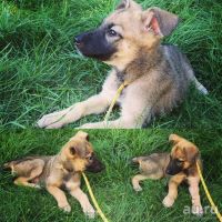Лот: 8267020. Фото: 2. Собачка в заботливые руки. Животные и уход