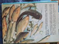 Лот: 14833506. Фото: 3. Набор открыток "Блюда из рыбы... Литература, книги