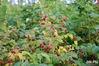 Лот: 10047860. Фото: 2. Малина ( цена за 3 литра +бесплатная... Продукты