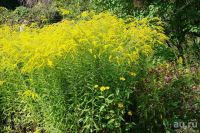 Лот: 13873266. Фото: 2. золотарник многолетний лечебный... Семена, рассада, садовые растения