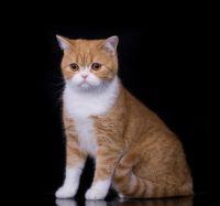Лот: 4973122. Фото: 3. шотландские котята. Растения и животные