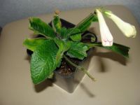 Лот: 3000838. Фото: 2. Стрептокарпус Atena. Комнатные растения и уход