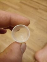 Лот: 19546546. Фото: 3. Датчик давления манометр.. Строительство и ремонт