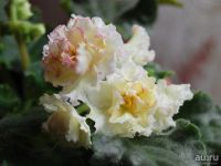 Лот: 8195844. Фото: 2. Фиалка Sunkissed Rose, лист. Комнатные растения и уход