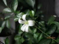 Лот: 3384791. Фото: 3. мурайя 1 метельчатая зацвела... Растения и животные