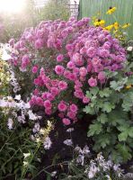 Лот: 11463442. Фото: 2. Хризантемы. Семена, рассада, садовые растения