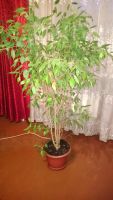 Лот: 3616416. Фото: 2. 20 горшков с цветами. Комнатные растения и уход