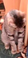 Лот: 6146276. Фото: 2. Котенок в хорошие руки. Животные и уход
