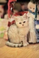 Лот: 10681633. Фото: 2. Британский котенок № 1 - мальчик... Животные и уход