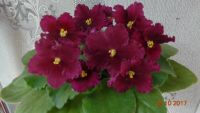 Лот: 9746197. Фото: 2. Фиалка Ness' Red Velvet - лист... Комнатные растения и уход