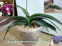 Лот: 25083113. Фото: 2. Орхидея фаленопсис Элли домашняя. Комнатные растения и уход