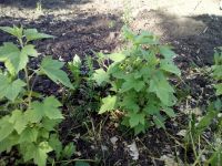 Лот: 11433063. Фото: 3. смородина, крупная вкусная, свой... Для дачи, дома, огорода, бани, парка