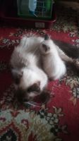Лот: 16451679. Фото: 5. Котенок тайский балинез
