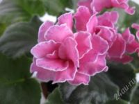 Лот: 2759343. Фото: 2. Фиалка Gossip, лист. Комнатные растения и уход