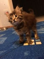 Лот: 14832510. Фото: 2. Котёнок симпатяжка. Животные и уход
