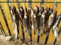 Лот: 13364658. Фото: 2. вяленая рыба елец. Продукты